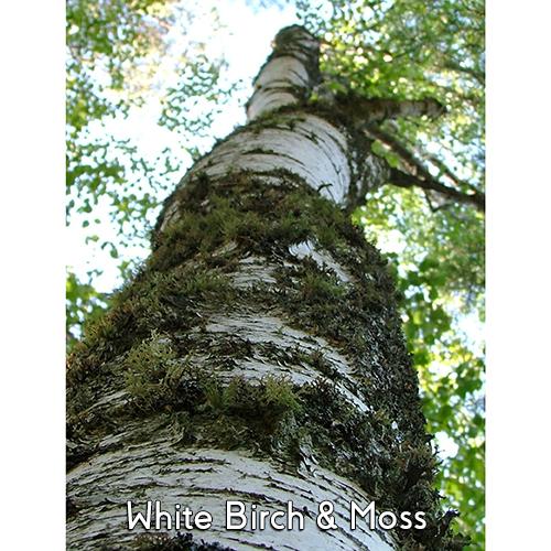 White Birch Moss 10-Pack 3 Layer Votive