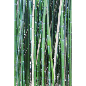 Bamboo 10-Pack 3 Layer Votive