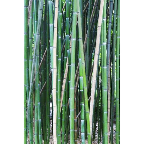 Bamboo and Cedar 10-Pack 3 Layer Votive