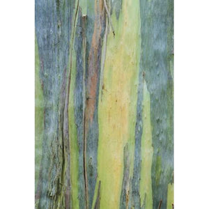 Eucalyptus 10-Pack 3 Layer Votive