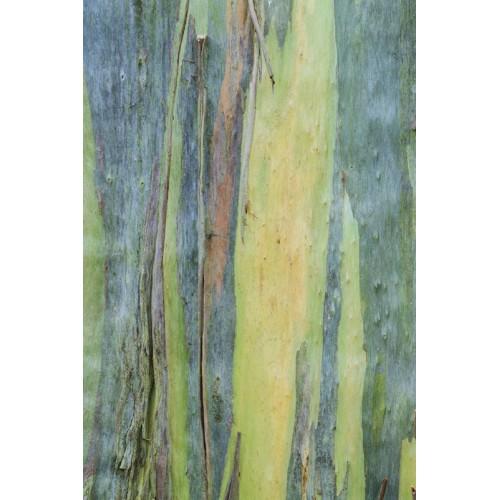 Eucalyptus 8oz 3 Layer Melt