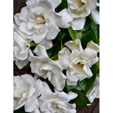 White Gardenia 8oz 3 Layer Melt